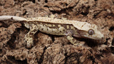 CG332- Extreme Tricolor Crested Gecko