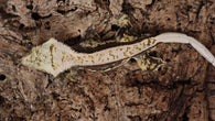 CG317- RTB Male High White Harlequin Crested Gecko