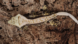 CG317- RTB Male High White Harlequin Crested Gecko
