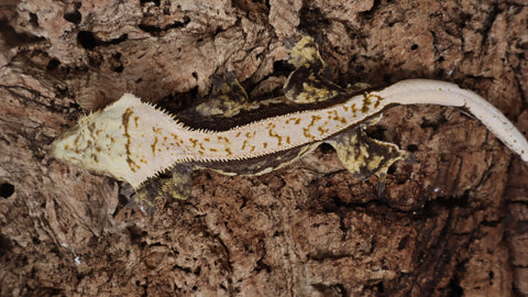 CG317- RTB Male High White Harlequin Crested Gecko