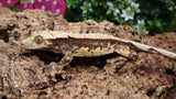 CG317- RTB Male High White Harlequin Crested Gecko