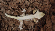 CLW132- RTB Male Tricolor Lilly White Pos. Hypo Crested Gecko