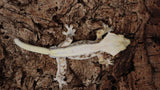 CLW132- RTB Male Tricolor Lilly White Pos. Hypo Crested Gecko