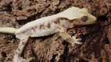 CLW132- RTB Male Tricolor Lilly White Pos. Hypo Crested Gecko
