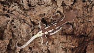 Frap39- Female Dark base Frappuccino Crested Gecko