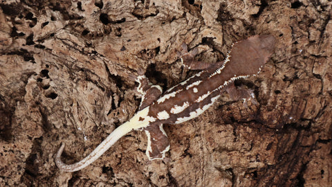 Frap39- Female Dark base Frappuccino Crested Gecko