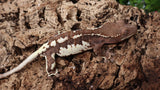 Frap39- Female Dark base Frappuccino Crested Gecko