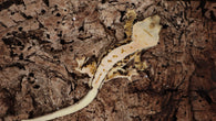 CLW126- RTB Male Tanjerine Soft Scale Tricolor Lilly White Crested Gecko