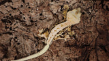 CLW126- RTB Male Tanjerine Soft Scale Tricolor Lilly White Crested Gecko