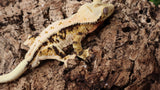 CLW126- RTB Male Tanjerine Soft Scale Tricolor Lilly White Crested Gecko