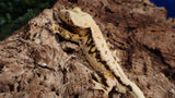 CLW126- RTB Male Tanjerine Soft Scale Tricolor Lilly White Crested Gecko
