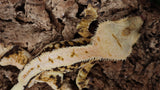 CLW126- RTB Male Tanjerine Soft Scale Tricolor Lilly White Crested Gecko