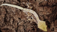 CLW125- Male Tricolor Lilly White Crested Gecko