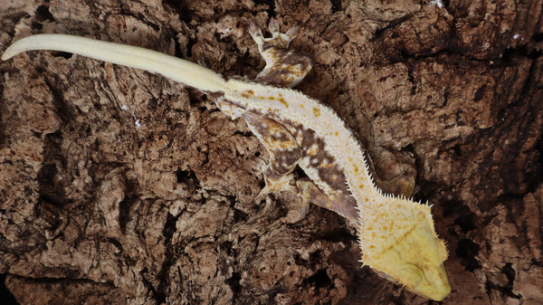 CLW125- Male Tricolor Lilly White Crested Gecko