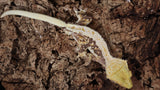 CLW125- Male Tricolor Lilly White Crested Gecko