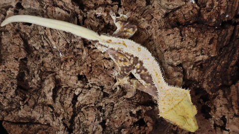 CLW125- Male Tricolor Lilly White Crested Gecko