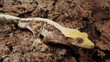 CLW125- Male Tricolor Lilly White Crested Gecko