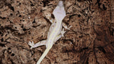 CLW127- Male Full Coverge Tricolor Lilly White Crested Gecko