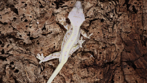 CLW127- Male Full Coverge Tricolor Lilly White Crested Gecko