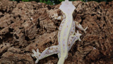 CLW127- Male Full Coverge Tricolor Lilly White Crested Gecko