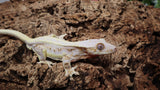 CLW127- Male Full Coverge Tricolor Lilly White Crested Gecko