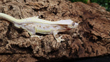 CLW127- Male Full Coverge Tricolor Lilly White Crested Gecko