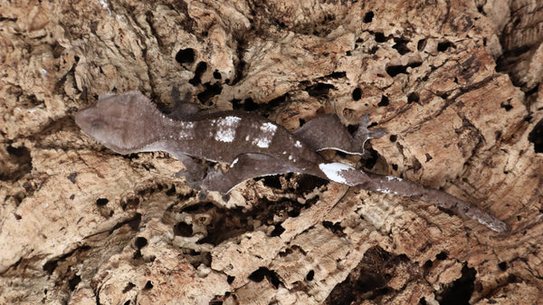CGAX15- Pos. Female Axanthic Crested Gecko