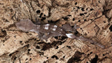 CGAX15- Pos. Female Axanthic Crested Gecko