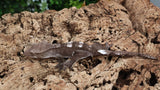 CGAX15- Pos. Female Axanthic Crested Gecko