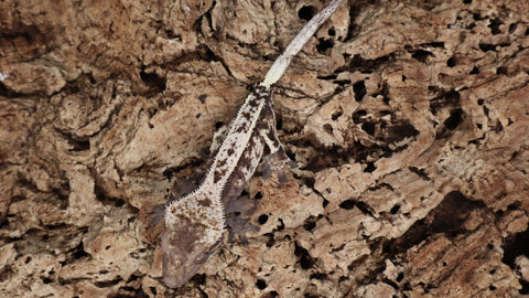 SAB3- Male High White Sable Crested Gecko
