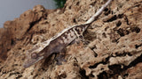 SAB3- Male High White Sable Crested Gecko