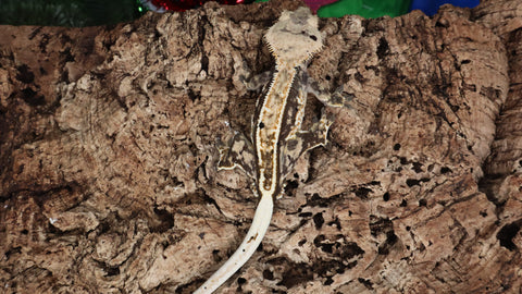 CG330- RTB Male Tricolor Crested Gecko
