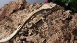 CG330- RTB Male Tricolor Crested Gecko