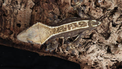 CG329- RTB Female Dark Base Partial Pin Crested Gecko