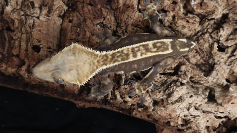CG329- RTB Female Dark Base Partial Pin Crested Gecko