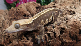 CG329- RTB Female Dark Base Partial Pin Crested Gecko