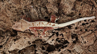 CLW133- Male Red Lilly White Crested Gecko