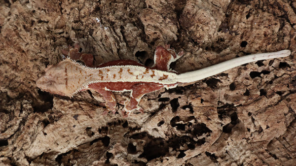 CLW133- Male Red Lilly White Crested Gecko