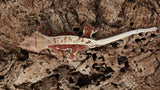 CLW133- Male Red Lilly White Crested Gecko