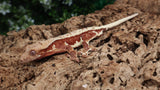 CLW133- Male Red Lilly White Crested Gecko