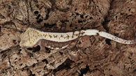 CG331- RTB Female Partial Pin Harlequin Crested Gecko