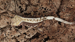 CG331- RTB Female Partial Pin Harlequin Crested Gecko