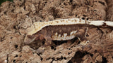 CG331- RTB Female Partial Pin Harlequin Crested Gecko