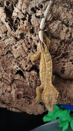 CG328- Male Extreme Yellow Crested Gecko