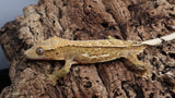 CG328- Male Extreme Yellow Crested Gecko