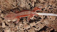CLW131- Red Spot Red Lilly White Crested Gecko