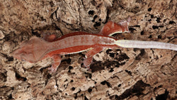 CLW131- Red Spot Red Lilly White Crested Gecko