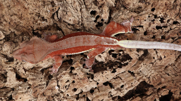 CLW131- Red Spot Red Lilly White Crested Gecko