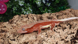 CLW131- Red Spot Red Lilly White Crested Gecko