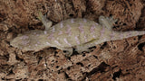 LB528- Female High Color Leachianus Gecko